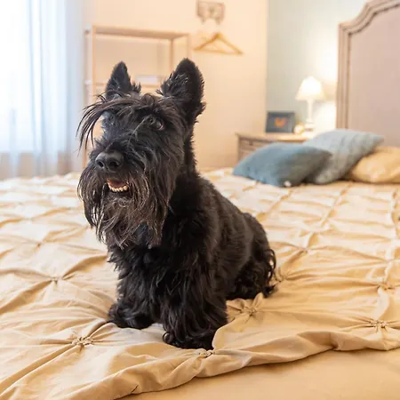 Casa Chintoan - Adult Only 2* Constanta