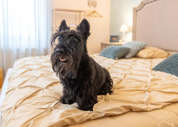 Casa Chintoan - Adult Only 2* Констанца